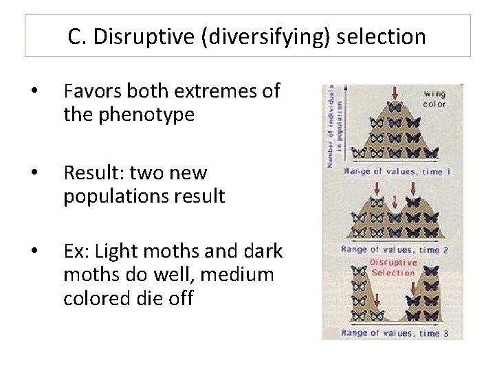 C. Disruptive (diversifying) selection • Favors both extremes of the phenotype • Result: two