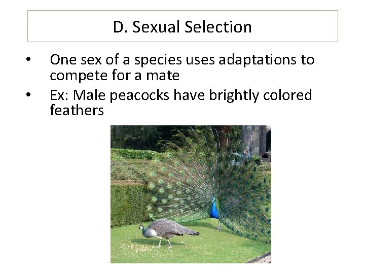 D. Sexual Selection • • One sex of a species uses adaptations to compete