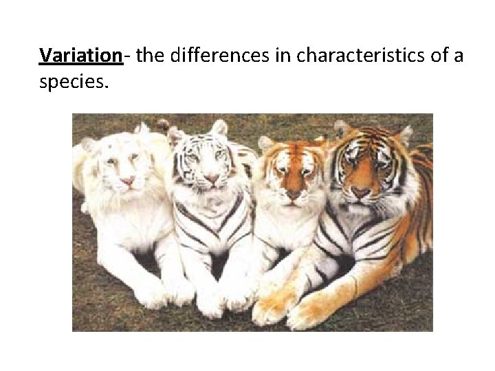 Variation- the differences in characteristics of a species. 