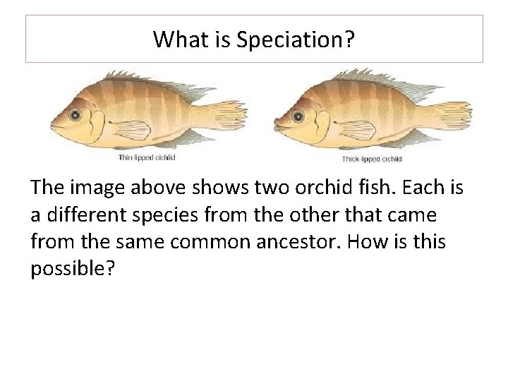 What is Speciation? The image above shows two orchid fish. Each is a different