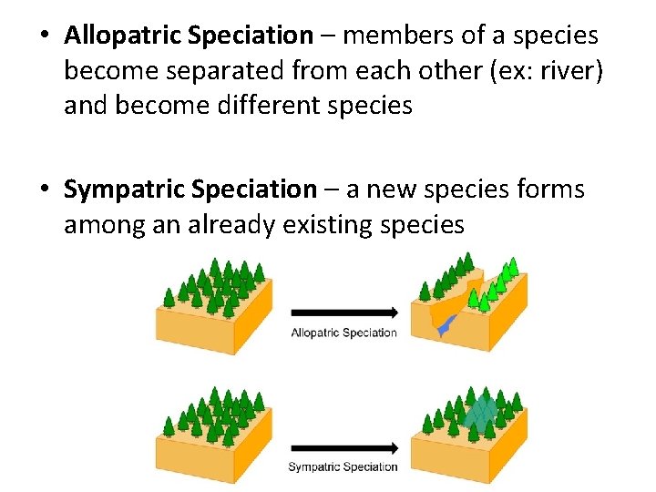  • Allopatric Speciation – members of a species become separated from each other