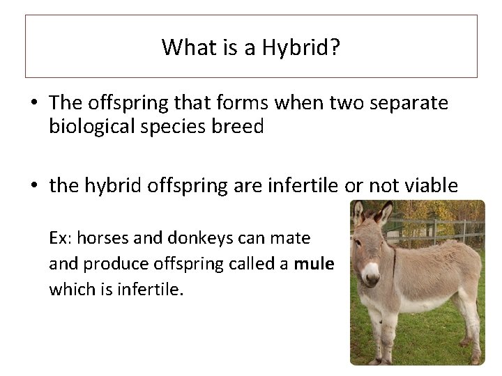 What is a Hybrid? • The offspring that forms when two separate biological species