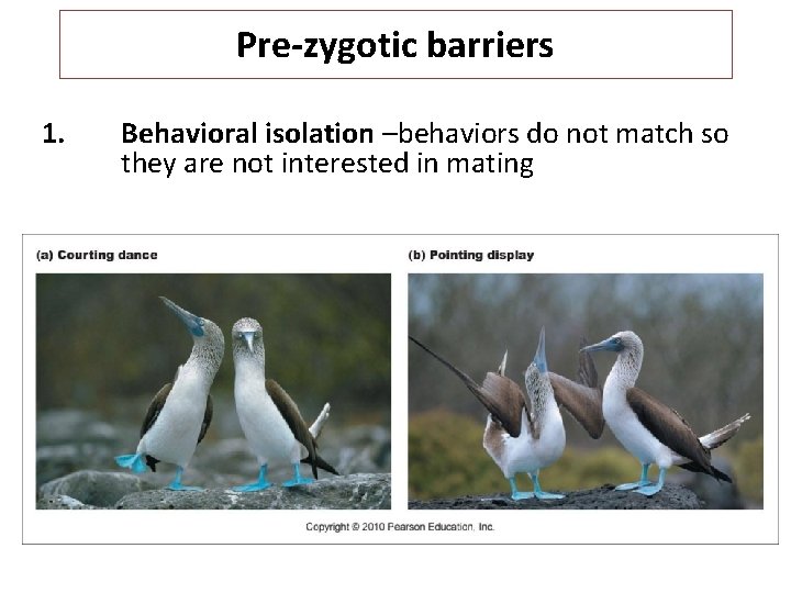 Pre-zygotic barriers 1. Behavioral isolation –behaviors do not match so they are not interested