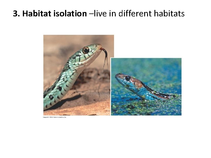 3. Habitat isolation –live in different habitats 