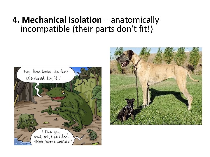 4. Mechanical isolation – anatomically incompatible (their parts don’t fit!) 