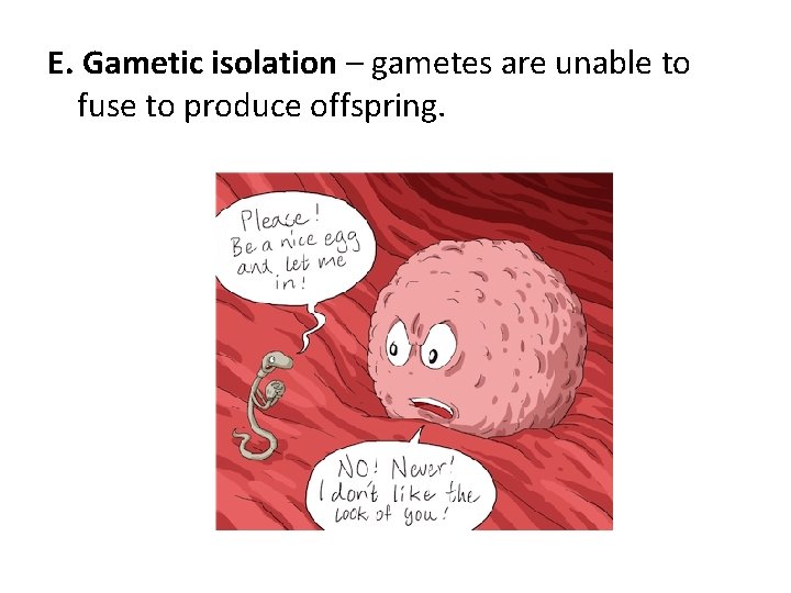 E. Gametic isolation – gametes are unable to fuse to produce offspring. 