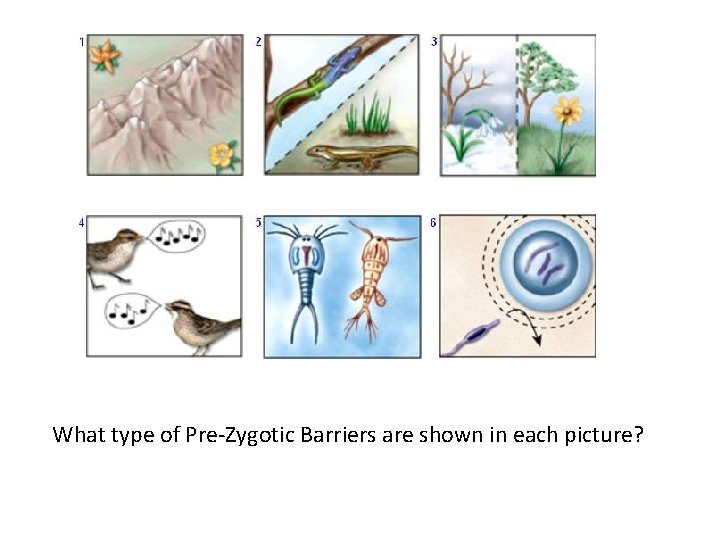 What type of Pre-Zygotic Barriers are shown in each picture? 