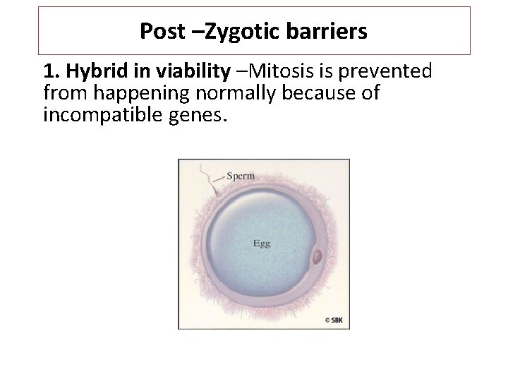 Post –Zygotic barriers 1. Hybrid in viability –Mitosis is prevented from happening normally because