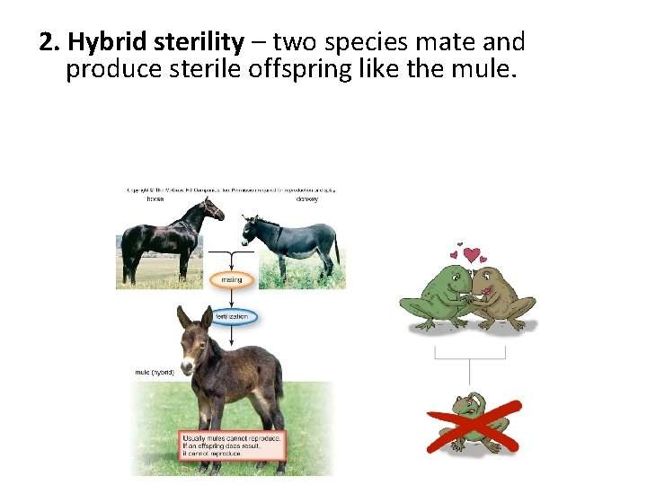 2. Hybrid sterility – two species mate and produce sterile offspring like the mule.