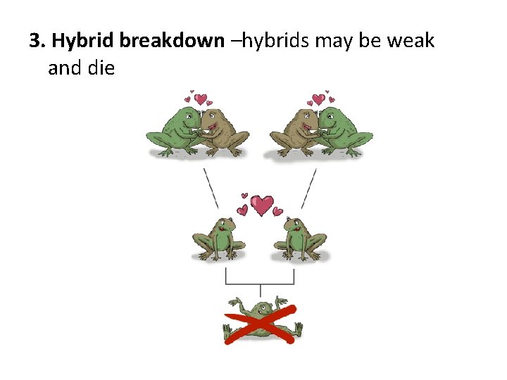 3. Hybrid breakdown –hybrids may be weak and die 