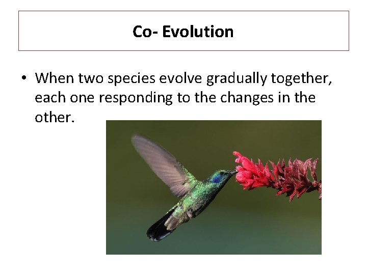 Co- Evolution • When two species evolve gradually together, each one responding to the