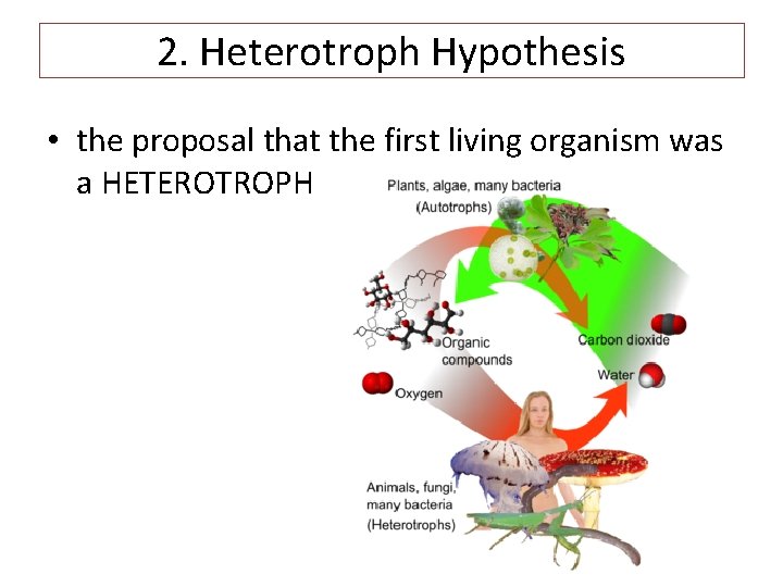 2. Heterotroph Hypothesis • the proposal that the first living organism was a HETEROTROPH
