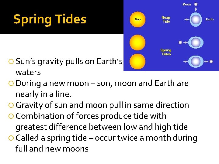 Spring Tides Sun’s gravity pulls on Earth’s waters During a new moon – sun,