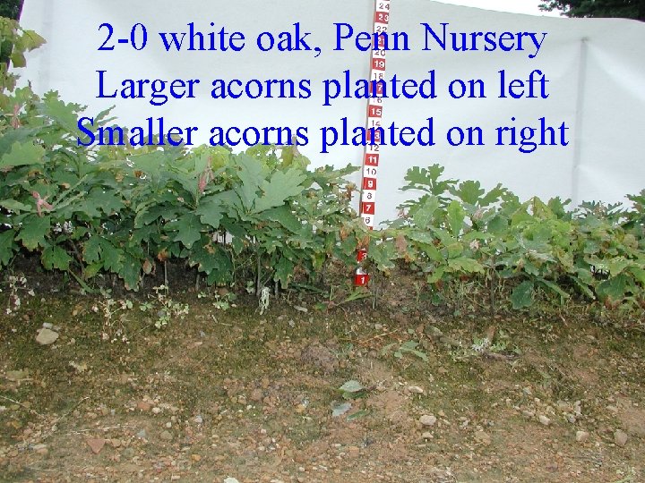 2 -0 white oak, Penn Nursery Larger acorns planted on left Smaller acorns planted