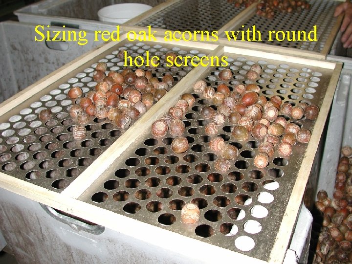 Sizing red oak acorns with round hole screens 