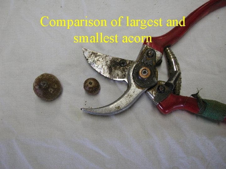 Comparison of largest and smallest acorn 