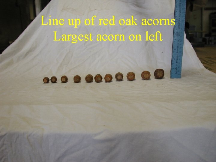 Line up of red oak acorns Largest acorn on left 