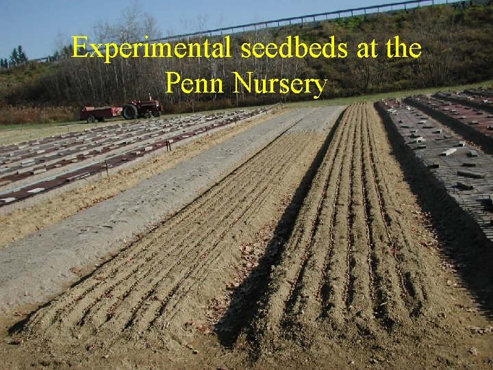 Experimental seedbeds at the Penn Nursery 