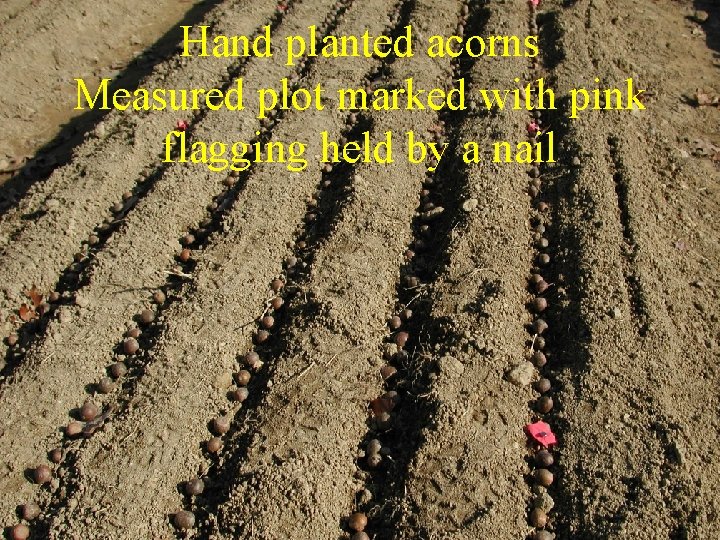 Hand planted acorns Measured plot marked with pink flagging held by a nail 