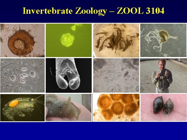 Invertebrate Zoology – ZOOL 3104 