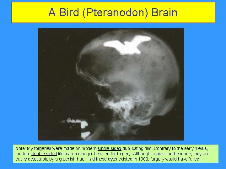 A Bird (Pteranodon) Brain Note: My forgeries were made on modern single-sided duplicating film. A Bird (Pteranodon) Brain Note: My forgeries were made on modern single-sided duplicating film.