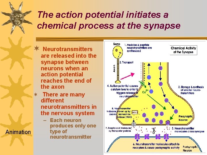 The action potential initiates a chemical process at the synapse ¬ Neurotransmitters are released