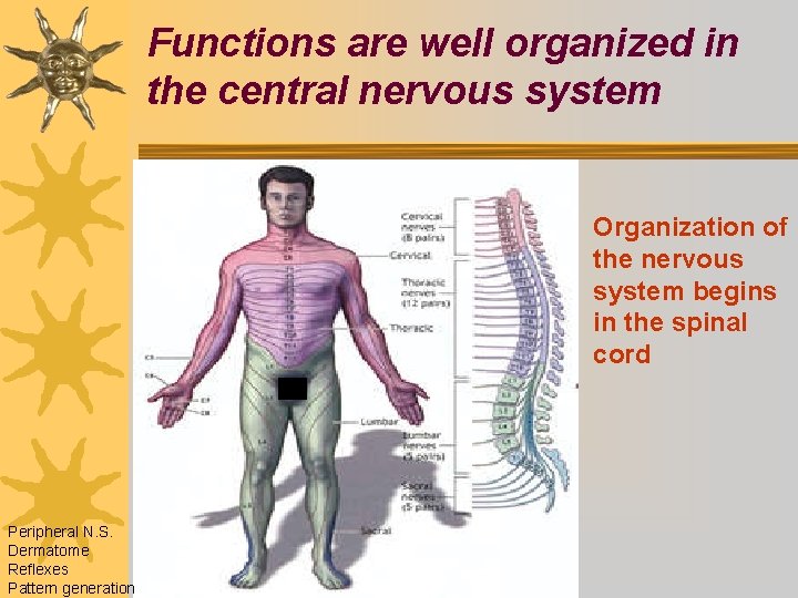 Functions are well organized in the central nervous system Organization of the nervous system