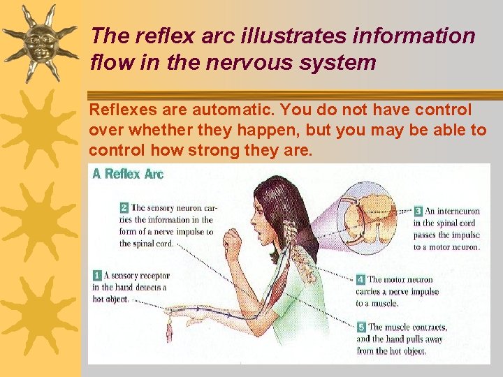 The reflex arc illustrates information flow in the nervous system Reflexes are automatic. You