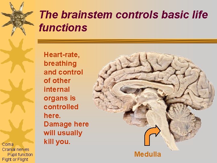 The brainstem controls basic life functions Coma Cranial nerves Pupil function Fight or Flight