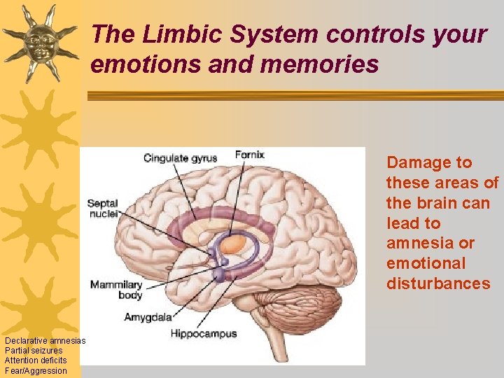 The Limbic System controls your emotions and memories Damage to these areas of the