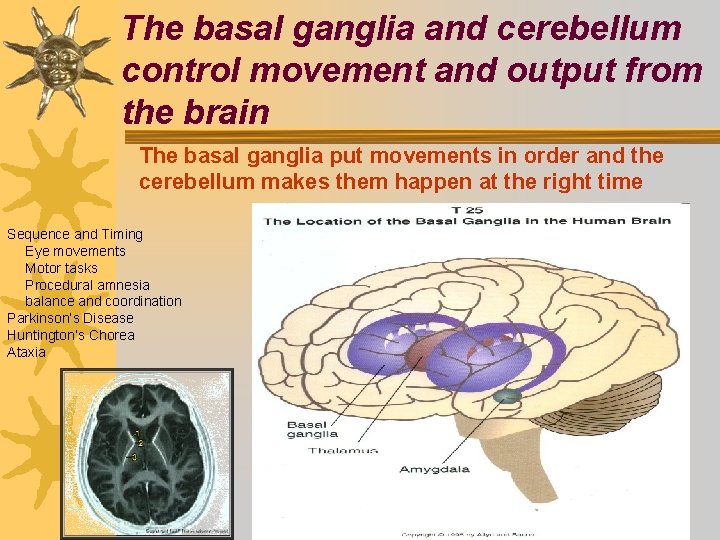 The basal ganglia and cerebellum control movement and output from the brain The basal
