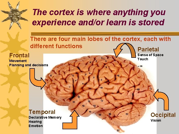 The cortex is where anything you experience and/or learn is stored Frontal There are