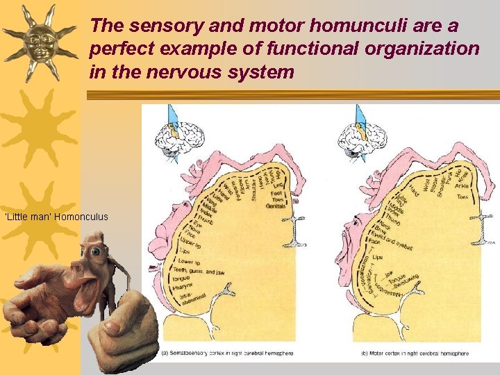 The sensory and motor homunculi are a perfect example of functional organization in the