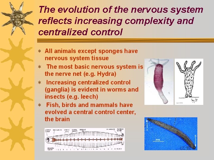 The evolution of the nervous system reflects increasing complexity and centralized control ¬ All