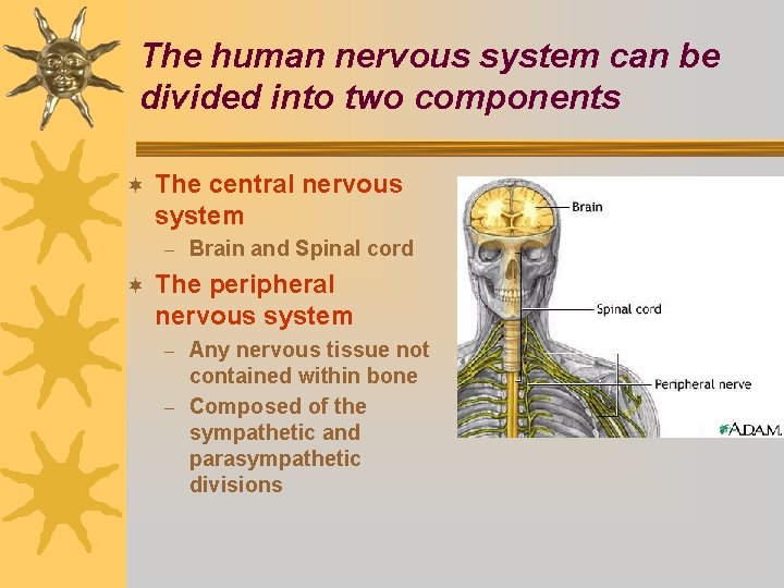 The human nervous system can be divided into two components ¬ The central nervous