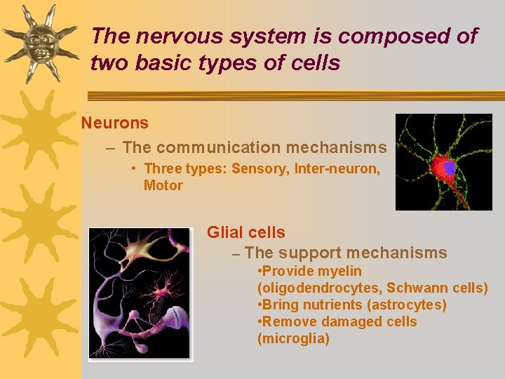 The nervous system is composed of two basic types of cells Neurons – The
