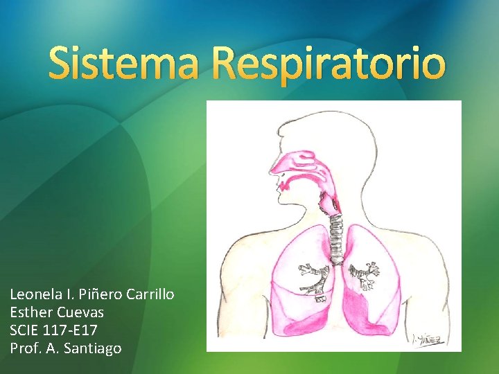 Sistema Respiratorio Leonela I. Piñero Carrillo Esther Cuevas SCIE 117 -E 17 Prof. A. Sistema Respiratorio Leonela I. Piñero Carrillo Esther Cuevas SCIE 117 -E 17 Prof. A.