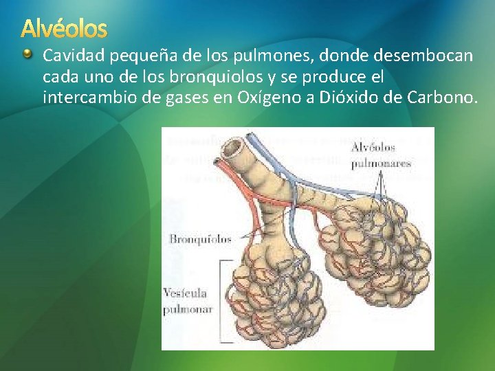 Alvéolos Cavidad pequeña de los pulmones, donde desembocan cada uno de los bronquiolos y Alvéolos Cavidad pequeña de los pulmones, donde desembocan cada uno de los bronquiolos y