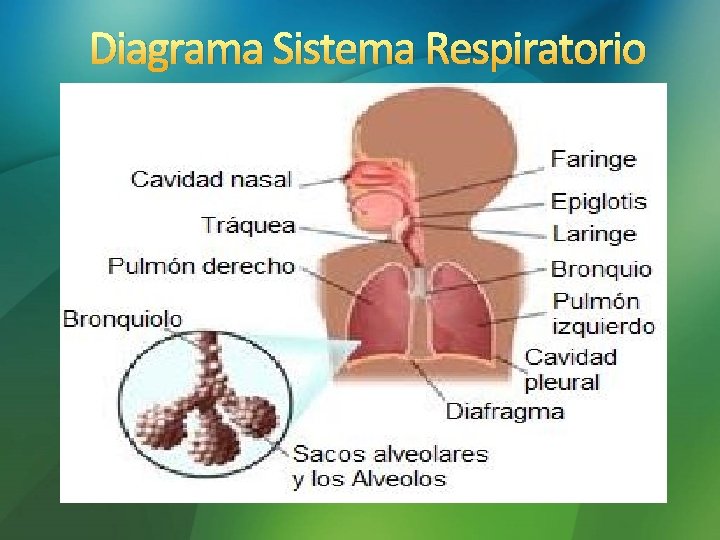 Diagrama Sistema Respiratorio Diagrama Sistema Respiratorio