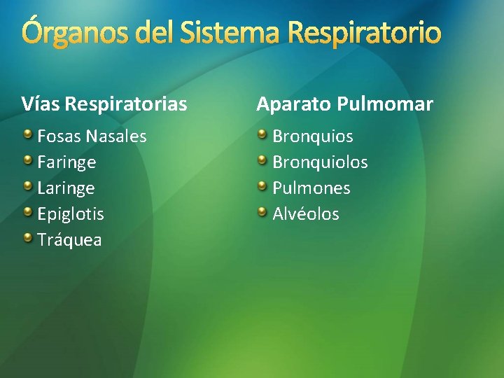 Órganos del Sistema Respiratorio Vías Respiratorias Fosas Nasales Faringe Laringe Epiglotis Tráquea Aparato Pulmomar Órganos del Sistema Respiratorio Vías Respiratorias Fosas Nasales Faringe Laringe Epiglotis Tráquea Aparato Pulmomar
