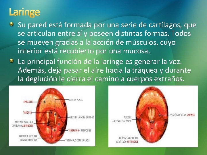 Laringe Su pared está formada por una serie de cartílagos, que se articulan entre Laringe Su pared está formada por una serie de cartílagos, que se articulan entre