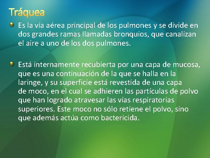 Tráquea Es la vía aérea principal de los pulmones y se divide en dos Tráquea Es la vía aérea principal de los pulmones y se divide en dos