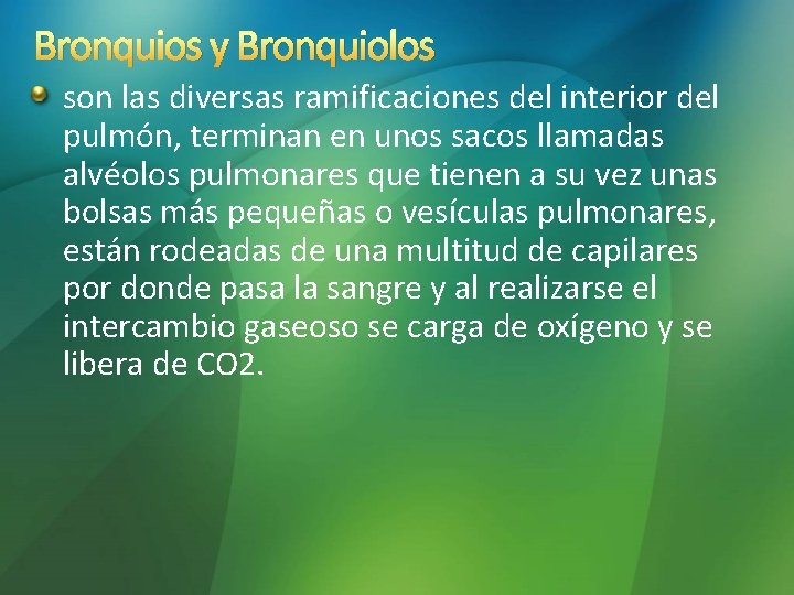 Bronquios y Bronquiolos son las diversas ramificaciones del interior del pulmón, terminan en unos Bronquios y Bronquiolos son las diversas ramificaciones del interior del pulmón, terminan en unos