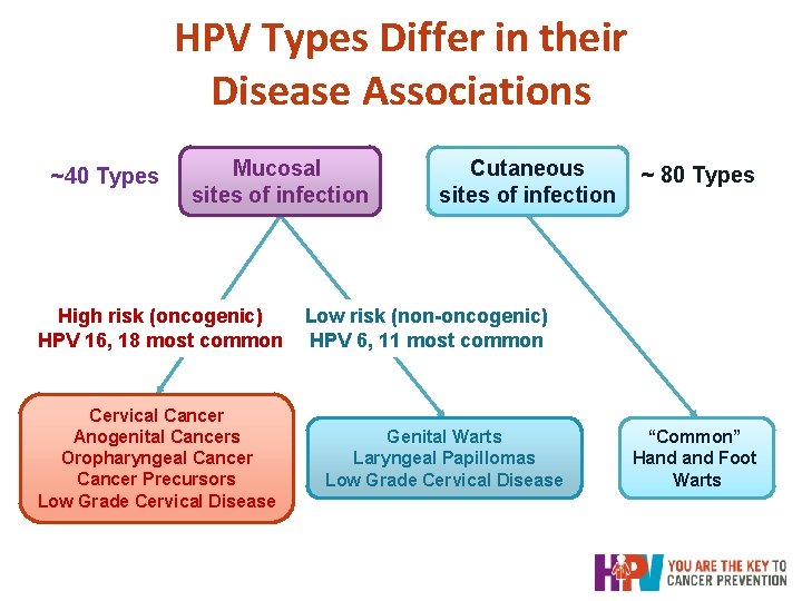HPV Types Differ in their Disease Associations ~40 Types Mucosal sites of infection High HPV Types Differ in their Disease Associations ~40 Types Mucosal sites of infection High