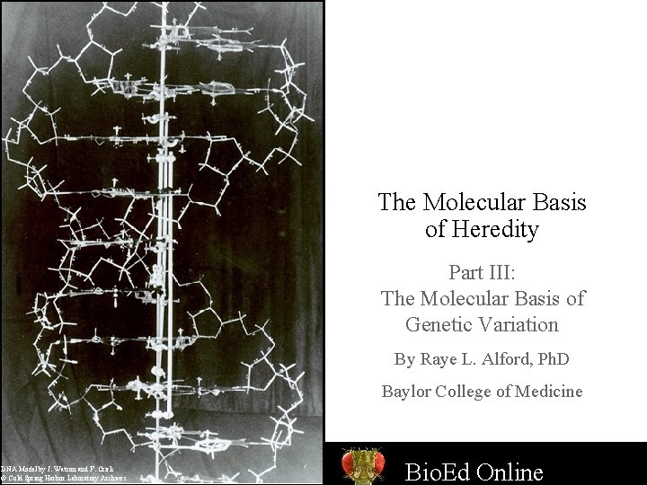 The Molecular Basis of Heredity Part III: The Molecular Basis of Genetic Variation By