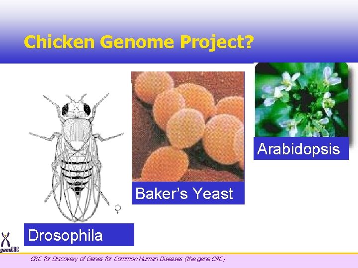 Chicken Genome Project? Arabidopsis Baker’s Yeast Drosophila CRC for Discovery of Genes for Common