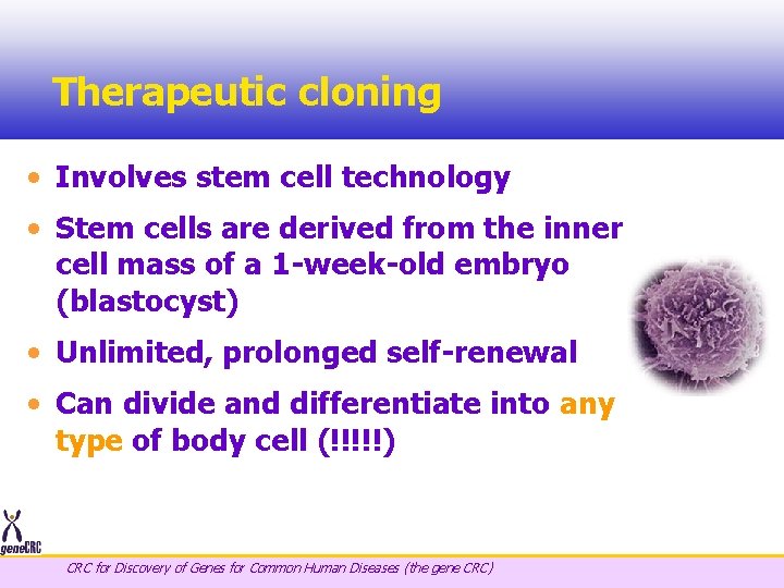 Therapeutic cloning • Involves stem cell technology • Stem cells are derived from the