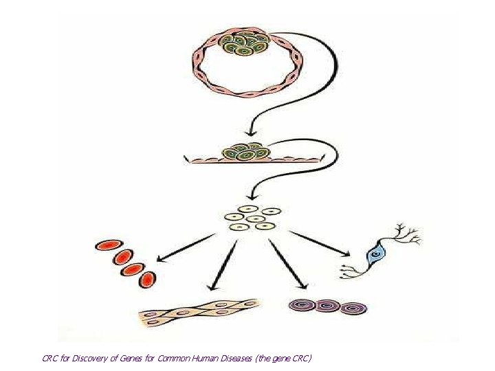 CRC for Discovery of Genes for Common Human Diseases (the gene CRC) 