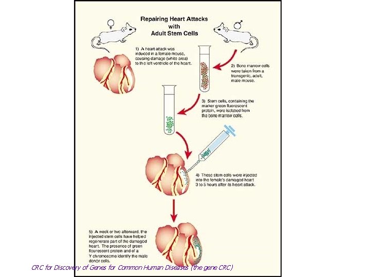 CRC for Discovery of Genes for Common Human Diseases (the gene CRC) 