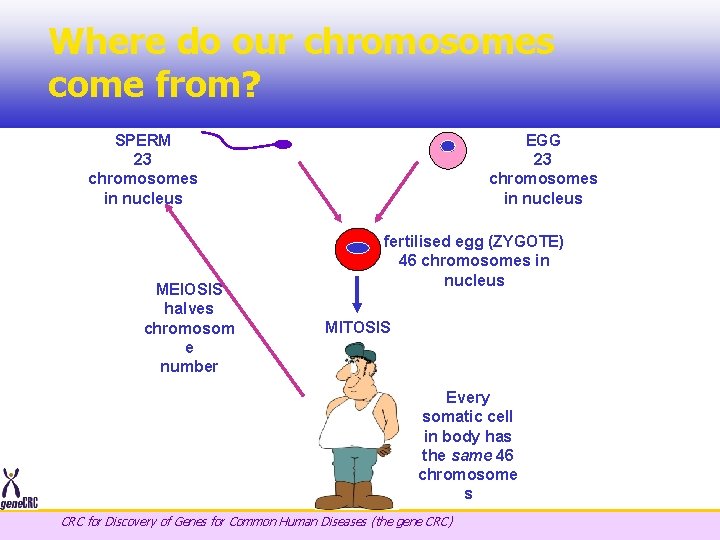 Where do our chromosomes come from? SPERM 23 chromosomes in nucleus MEIOSIS halves chromosom